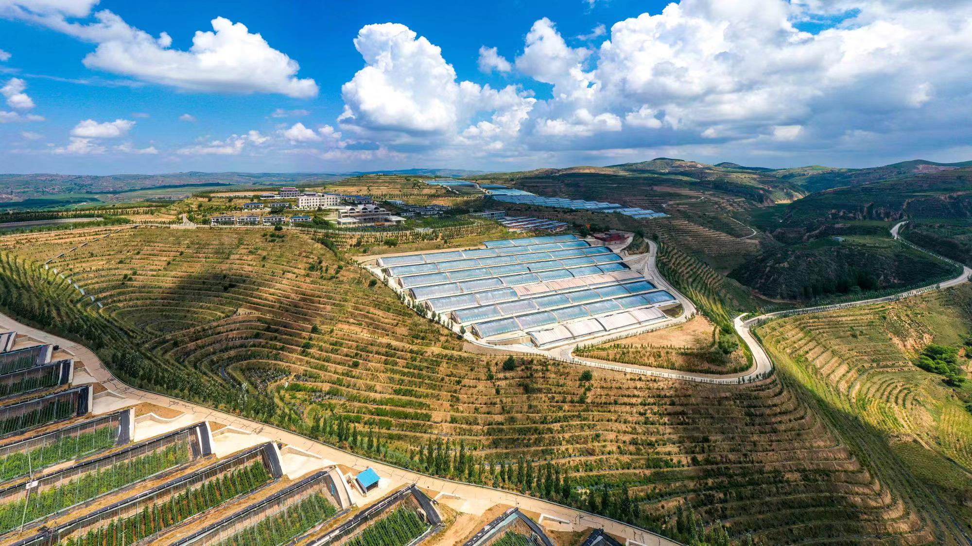 榆嶺窊村豐禾農(nóng)場的果蔬大棚。