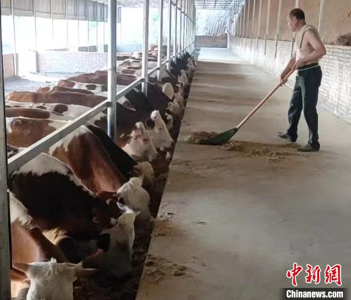 馬騰飛預(yù)計，2025年合作社擁有肉牛數(shù)量將達到1000余頭。　馬騰飛 攝