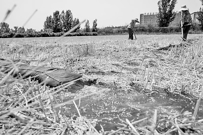 連日來(lái)，黃淮海持續(xù)高溫少雨，部分地區(qū)旱情仍在發(fā)展。圖為山東省肥城市通過(guò)蓄引提調(diào)相結(jié)合的辦法，多措并舉搶灌溉、保苗情。 新華社發(fā)