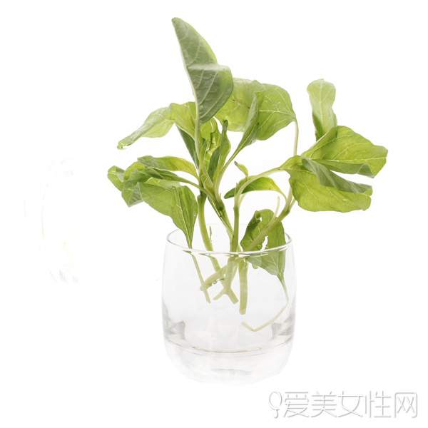  時(shí)令野菜| 美味健康兼顧的春之饗宴 