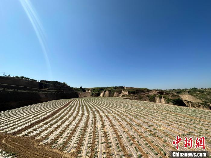 石西素有“西瓜之鄉(xiāng)”之美譽，這里土壤肥沃、晝夜溫差大，孕育出的西瓜脆爽、汁多、超甜。　劉小紅 攝