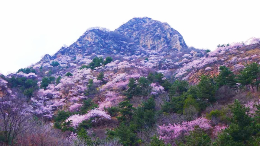 武安市東太行百里畫(huà)廊里的山桃花。李樹(shù)鋒攝