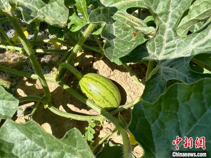 14日，記者在合作社的百畝西瓜地里，看著一個個如雞蛋般大小的西瓜，正“享受”著太陽的炙烤。　劉小紅 攝