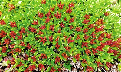 青藏墊柳。資料圖片