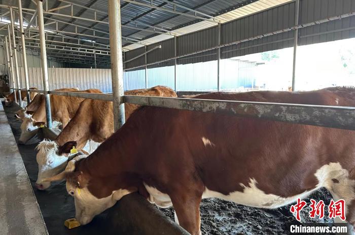 馬騰飛介紹，這種肉牛體格大、生長快、肌肉多、脂肪少，且牛肉口感良好，在市場上頗受歡迎?！⑿〖t 攝