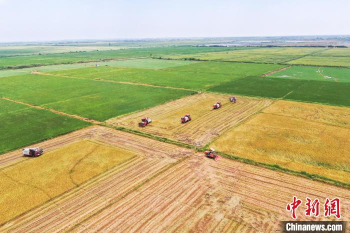 圖為在南昌縣大田農(nóng)社，收割機(jī)正在收割早稻。　劉力鑫 攝