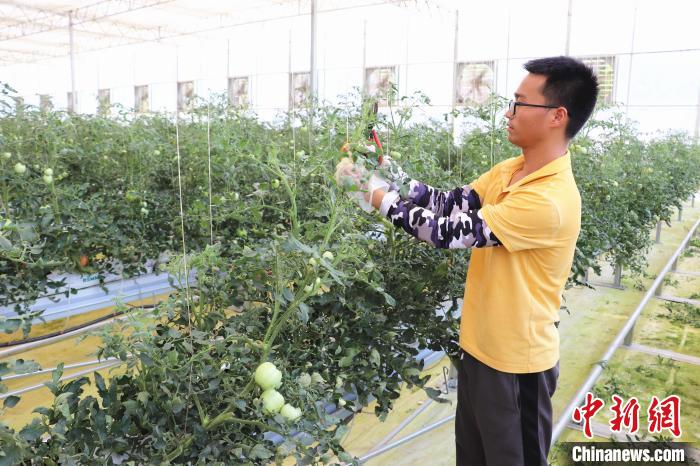 圖為在紅谷灘區(qū)元宇宙·VR數(shù)字農(nóng)業(yè)示范基地七彩番茄培育車間內(nèi)，農(nóng)業(yè)技術(shù)員正在對(duì)番茄植株進(jìn)行修剪?！⌒苠\陽 攝