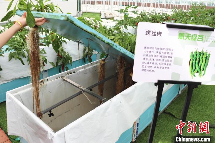 圖為在南昌市紅谷灘區(qū)元宇宙·VR數(shù)字農(nóng)業(yè)示范基地氣霧培養(yǎng)車間里，螺絲椒長勢良好。　熊錦陽 攝