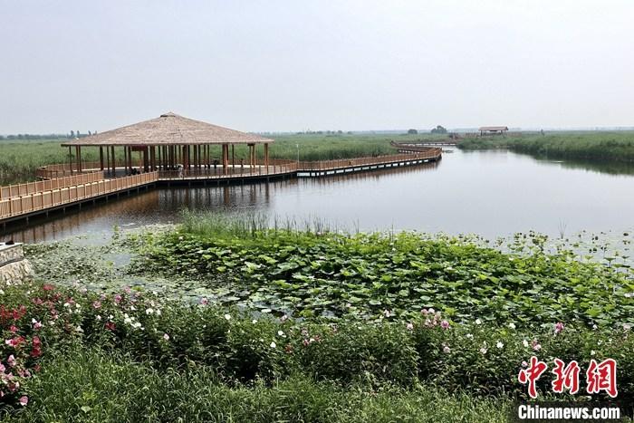 從完成頂層設(shè)計(jì)到如火如荼大規(guī)模建設(shè)，六年來，雄安新區(qū)如春天的竹子一般拔節(jié)生長，這座承載千年大計(jì)的“未來之城”已雄姿初顯。從“一張白紙”開始著墨，如今的雄安新區(qū)已是濃墨重彩的“山水畫”。<a target='_blank' href='/'>中新社</a>記者近日走訪了雄安新區(qū)多地，從“藍(lán)綠金”三色感受這座“未來之城”的巨大變化。圖為7月20日，河北白洋淀上荷花滿淀、蘆花搖曳。 <a target='_blank' href='/'>中新社</a>記者 易海菲 攝